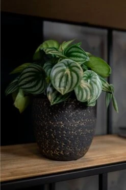 Plantenpot/Bloempot In Het Lava-look Zwart Dia 15 Cm En Hoogte 13 Cm - Voor Binnen -Tuinverzorgings Winkel 800x1200 144