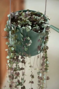 Elho B.for Swing 18 Hangpot - Bloempot Voor Binnen - Ø 18.0 X H 16.5 Cm - Groen/Blad Groen -Tuinverzorgings Winkel 800x1200 149