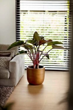 Capi Europe - Bloempot Bol Retro XL - 42x41 - Goud - Bloempot Voor Binnen - Opening ⌀36 - RTG933 8 Capi Europe - Bloempot Bol Retro XL - 42x41 - Goud - Bloempot Voor Binnen - Opening ⌀36 - RTG933 -Tuinverzorgings Winkel 800x1200 150