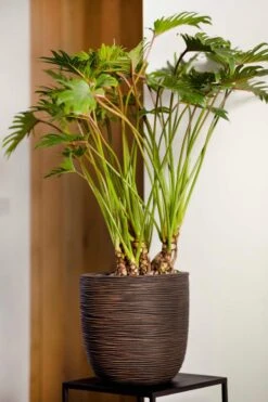 Capi Europe - Bloempot Bol Rib NL - 35x34 - Ivoor - Voor Binnen En Buiten - KOFI932 12 Capi Europe - Bloempot Bol Rib NL - 35x34 - Ivoor - Voor Binnen En Buiten - KOFI932 -Tuinverzorgings Winkel 800x1200 153