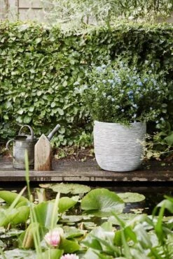 Capi Europe - Bloempot Bol Rib NL - 35x34 - Ivoor - Voor Binnen En Buiten - KOFI932 13 Capi Europe - Bloempot Bol Rib NL - 35x34 - Ivoor - Voor Binnen En Buiten - KOFI932 -Tuinverzorgings Winkel 800x1200 154