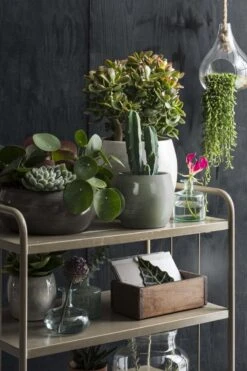 Mica Decorations Lester Bloempot - H31 X Ø33 Cm - Terracotta - Groen -Tuinverzorgings Winkel 800x1200 156