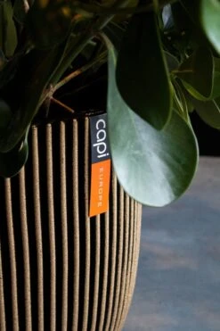 Capi Europe - Bloempot Bol Groove NL - 35x34 - Goud - Voor Binnen En Buiten - KGVGB932 5 Capi Europe - Bloempot Bol Groove NL - 35x34 - Goud - Voor Binnen En Buiten - KGVGB932 -Tuinverzorgings Winkel 800x1200 163