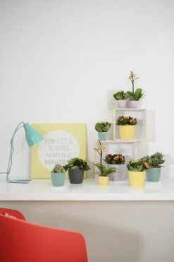 Elho Brussels Rond Mini 7 - Bloempot Voor Binnen - Ø 6.7 X H 6.0 Cm - Zwart/Antraciet -Tuinverzorgings Winkel 800x1200 170