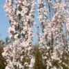 Jonge Zuilvormige Japanse Sierkers Boom | Prunus Serrulata 'Amanogawa' | 100-150cm Hoogte -Tuinverzorgings Winkel 800x1200 58