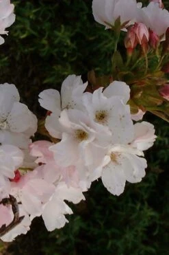 Jonge Zuilvormige Japanse Sierkers Boom | Prunus Serrulata 'Amanogawa' | 100-150cm Hoogte 3 Jonge Zuilvormige Japanse Sierkers Boom | Prunus Serrulata 'Amanogawa' | 100-150cm Hoogte -Tuinverzorgings Winkel 800x1200 59