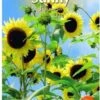 Buzzy® Sunny Flowers, Zonnebloem Moonwalker 1 Buzzy® Sunny Flowers, Zonnebloem Moonwalker -Tuinverzorgings Winkel 802x1200 4
