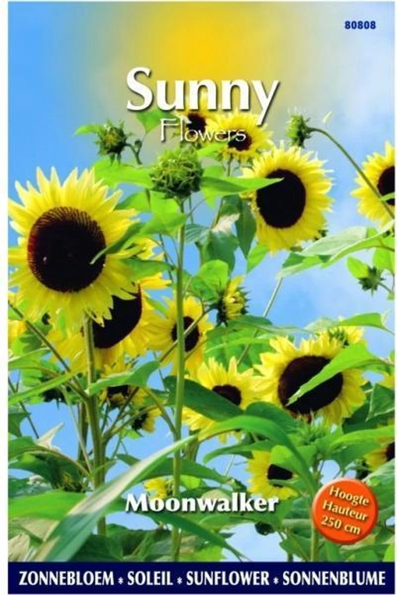 Buzzy® Sunny Flowers, Zonnebloem Moonwalker Buzzy® Sunny Flowers, Zonnebloem Moonwalker -Tuinverzorgings Winkel 802x1200 4