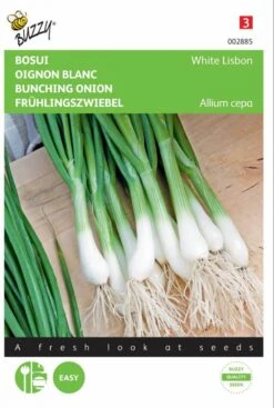 Buzzy Zaden - Bosuien White Lisbon (Allium) -Tuinverzorgings Winkel 807x1200 4