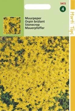 Hortitops Zaden - Muurpeper Bloemzaad - Sedum Acre - Geel 4 Hortitops Zaden - Muurpeper Bloemzaad - Sedum Acre - Geel -Tuinverzorgings Winkel 811x1200 6
