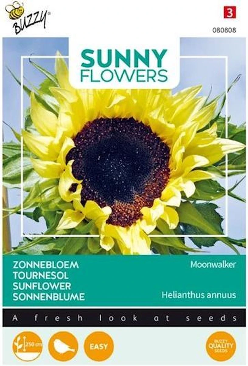 Buzzy® Sunny Flowers, Zonnebloem Moonwalker Buzzy® Sunny Flowers, Zonnebloem Moonwalker -Tuinverzorgings Winkel 815x1200 2