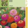 Hortitops Zaden - Zinnia Liliput/Pompon Dubbelbl. Gemengd 2 Hortitops Zaden - Zinnia Liliput/Pompon Dubbelbl. Gemengd -Tuinverzorgings Winkel 823x1200 13