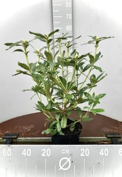 Rhododendron Box - 40 Stuks - Wit - 40/60 Cm Hoog - Incl. 8 Zakken Tuinturf 50L - Rhododendron 'cunningham's White' - 6 Rhododendron Box - 40 Stuks - Wit - 40/60 Cm Hoog - Incl. 8 Zakken Tuinturf 50L - Rhododendron 'cunningham's White' - -Tuinverzorgings Winkel 827x1200 4