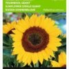 Buzzy Zaden - Zonnebloem Giganteus - Helianthus Annuus (reuzenzonnebloem)