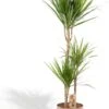 XXL Dracaena Marginata Met Pot - Drakenbloedboom - 120cm Hoog , 21Ø - Kamerplant -Tuinverzorgings Winkel 832x1200