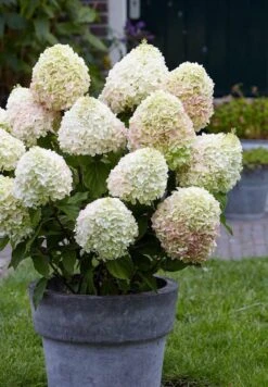 Hydrangea Paniculata Living Summer Love® -Tuinverzorgings Winkel 833x1200 10
