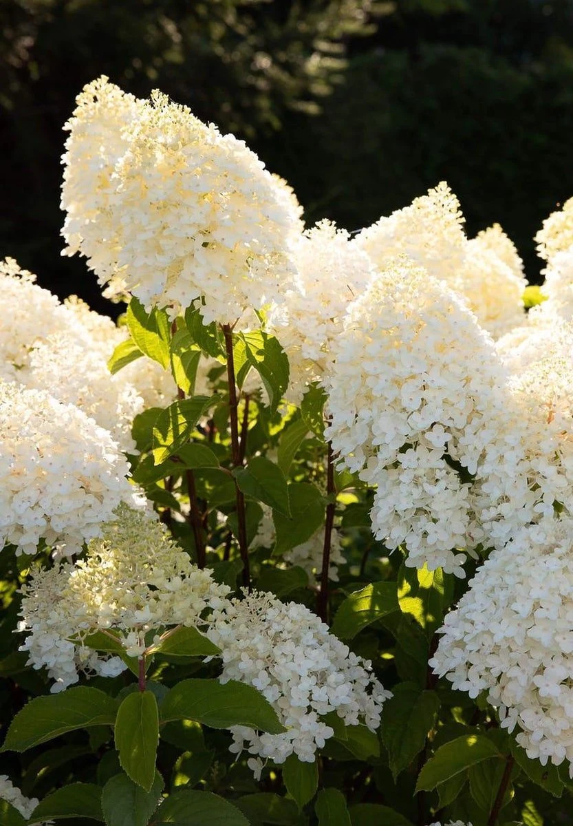 Hydrangea paniculata Living Sugar Rush® Hydrangea Paniculata Living Sugar Rush® -Tuinverzorgings Winkel 833x1200 13