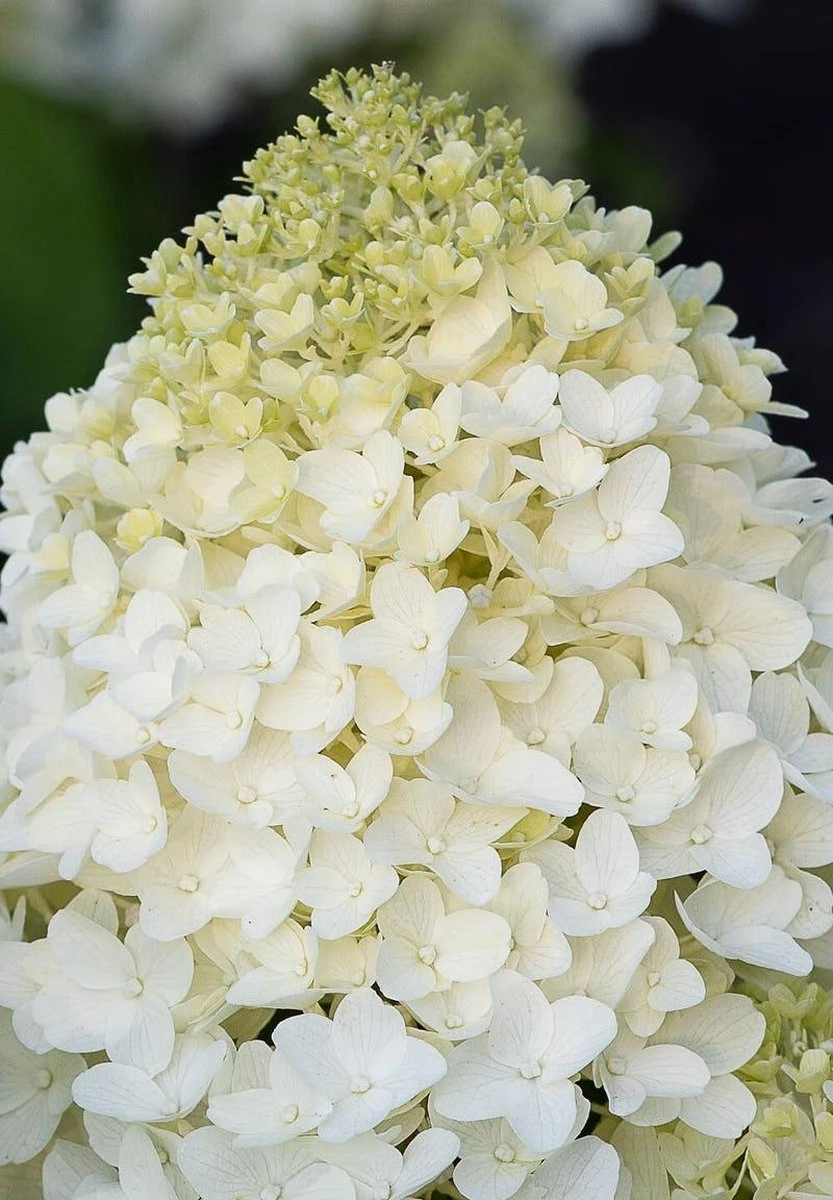 Hydrangea paniculata Living Sugar Rush® Hydrangea Paniculata Living Sugar Rush® -Tuinverzorgings Winkel 833x1200 14