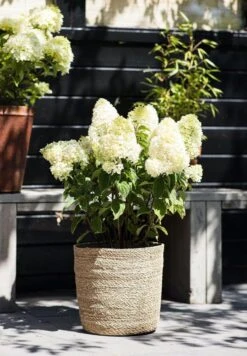 Hydrangea Paniculata Living Sugar Rush® 5 Hydrangea Paniculata Living Sugar Rush® -Tuinverzorgings Winkel 833x1200 15