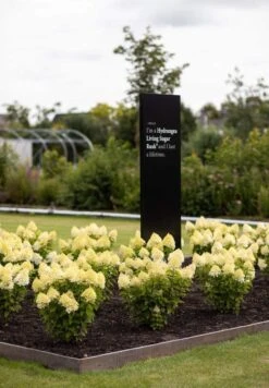 Hydrangea Paniculata Living Sugar Rush® 6 Hydrangea Paniculata Living Sugar Rush® -Tuinverzorgings Winkel 833x1200 16