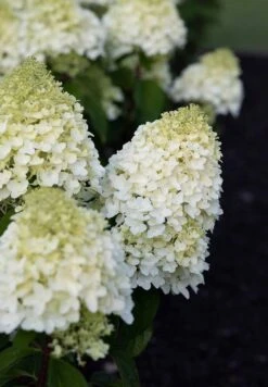 Hydrangea Paniculata Living Sugar Rush® 8 Hydrangea Paniculata Living Sugar Rush® -Tuinverzorgings Winkel 833x1200 17