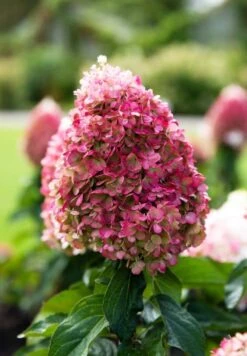 Hydrangea Paniculata Living Pinky Promise® -Tuinverzorgings Winkel 833x1200 3