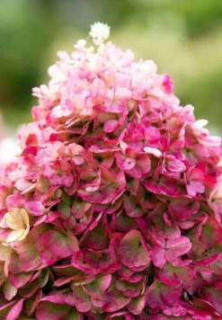 Hydrangea Paniculata Living Pinky Promise® -Tuinverzorgings Winkel 833x1200 4