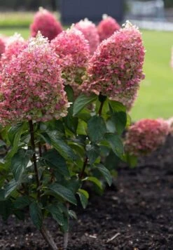 Hydrangea Paniculata Living Pinky Promise® -Tuinverzorgings Winkel 833x1200 5