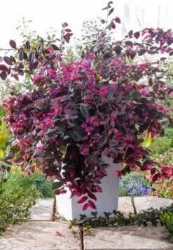 Merkloos 2x Loropetalum Chinense ‘Fire Dance’ – Heksenstruik In C2 Liter Pot Met Planthoogte 20-30cm