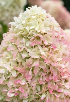 Hydrangea Paniculata Living Summer Love® -Tuinverzorgings Winkel 833x1200 9