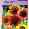 Sluis Garden- Zonnebloem Avondzon Mix (Helianthus)