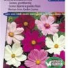 Sluis Garden - Cosmos Sensation Mixed -Tuinverzorgings Winkel 837x1200 21