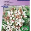Sluis Garden - Prachtkaars The Bride (Gaura Lindheimeri) -Tuinverzorgings Winkel 837x1200 27