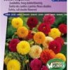 Sluis Garden - Dahlia Pompon Mix -Tuinverzorgings Winkel 837x1200 28