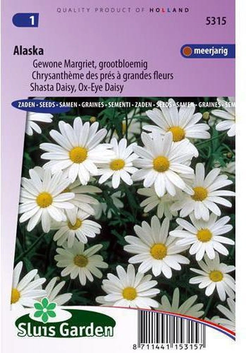 Sluis Garden - Margriet Alaska (Chrysanth) Sluis Garden - Margriet Alaska (Chrysanth) -Tuinverzorgings Winkel 837x1200 30
