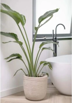 Capi Europe - Bloempot Bol Waste Rib NL - 35x34 - Terrazzo Beige - Voor Binnen En Buiten - KTBR932 8 Capi Europe - Bloempot Bol Waste Rib NL - 35x34 - Terrazzo Beige - Voor Binnen En Buiten - KTBR932 -Tuinverzorgings Winkel 837x1200 36