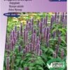 Sluis Garden - Dropplant Blue Spike (Agastache Foeniculum) -Tuinverzorgings Winkel 837x1200 4