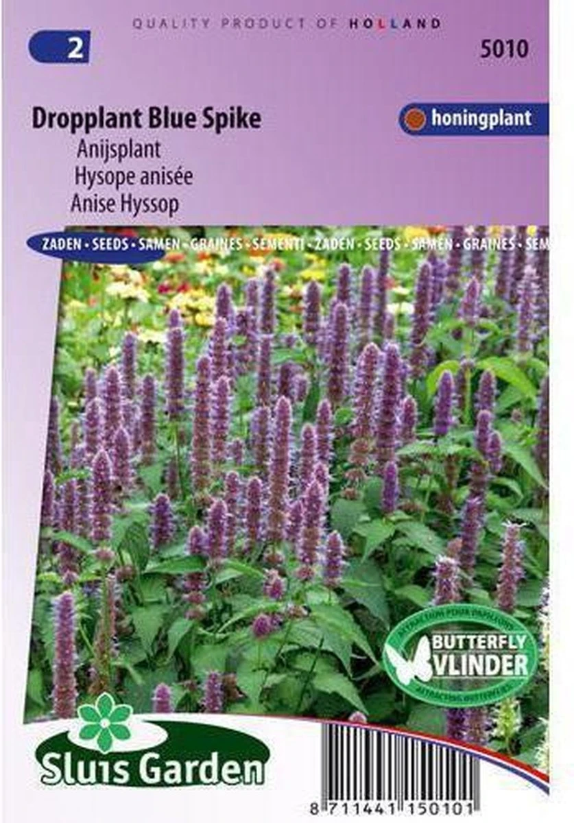 Sluis Garden - Dropplant Blue Spike (Agastache foeniculum) Sluis Garden - Dropplant Blue Spike (Agastache Foeniculum) -Tuinverzorgings Winkel 837x1200 4
