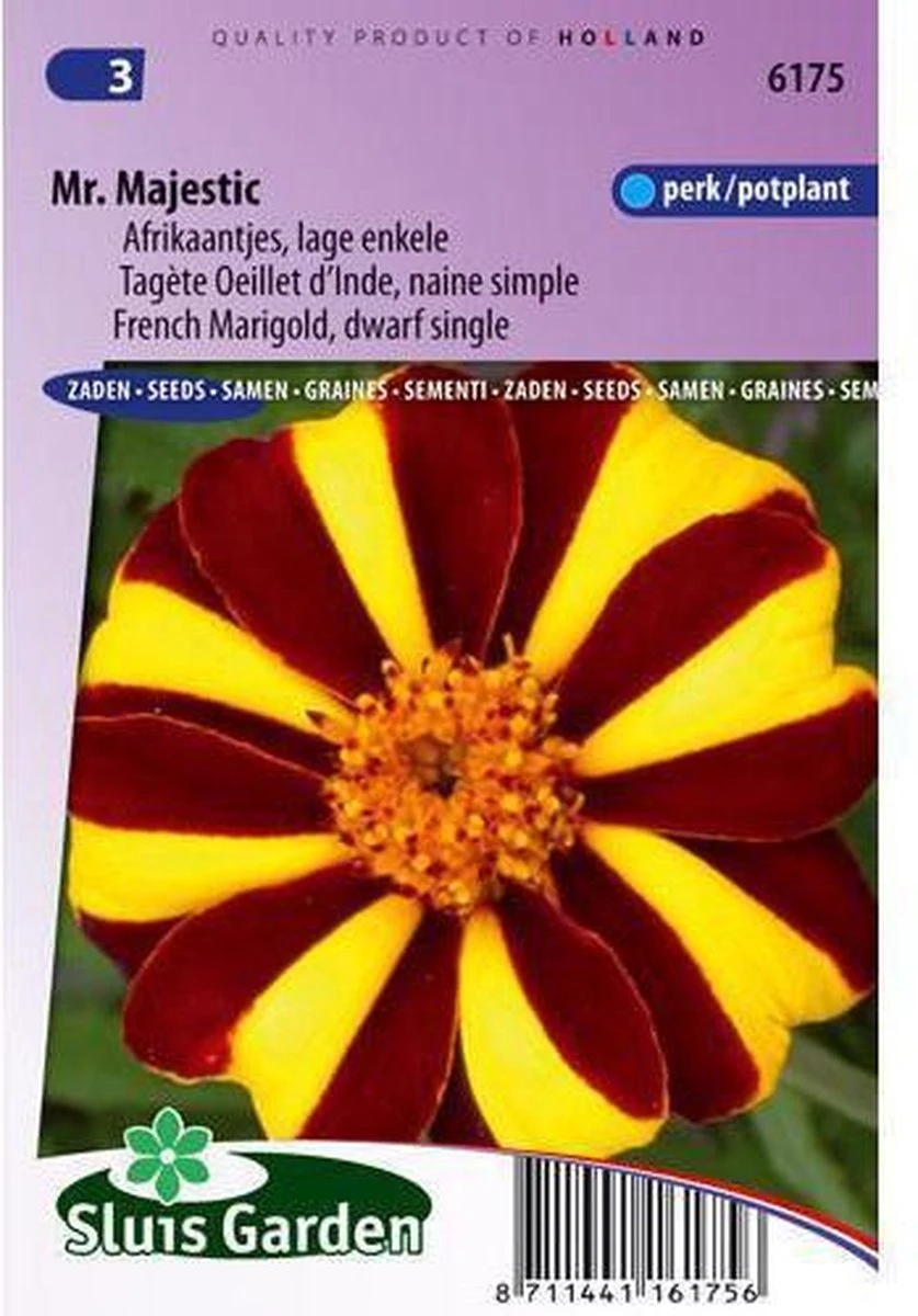 Sluis Garden - Afrikaan Mr. Majestic Sluis Garden - Afrikaan Mr. Majestic -Tuinverzorgings Winkel 837x1200 9