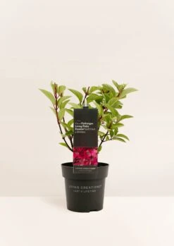 Hydrangea Paniculata Living Pinky Promise® -Tuinverzorgings Winkel 850x1200 2