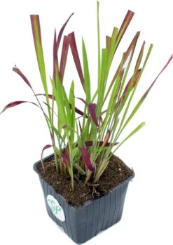 GP 12 X Japans Bloedgras - Siergras - Tuinplanten Winterhard - Vaste Planten - Imperata Red Baron - In 9x9cm Pot Met Hoogte 5-10cm -Tuinverzorgings Winkel 850x1200 3