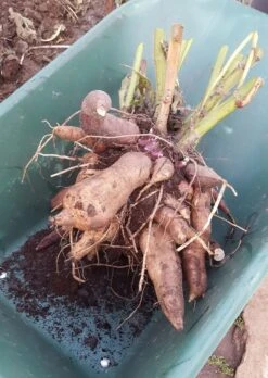 Yacon Broedknollen 3 Stuks 4 Yacon Broedknollen 3 Stuks -Tuinverzorgings Winkel 852x1200 2