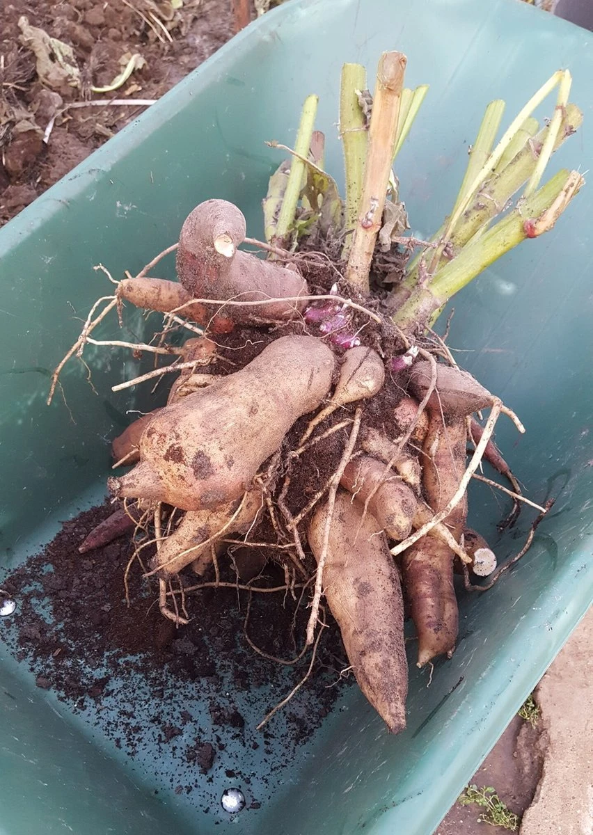 Yacon Broedknollen 3 stuks Yacon Broedknollen 3 Stuks -Tuinverzorgings Winkel 852x1200 2