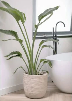 Capi Europe - Bloempot Bol Waste Rib NL - 43x41 - Terrazzo Beige - Voor Binnen En Buiten - KTBR933 8 Capi Europe - Bloempot Bol Waste Rib NL - 43x41 - Terrazzo Beige - Voor Binnen En Buiten - KTBR933 -Tuinverzorgings Winkel 856x1200 3