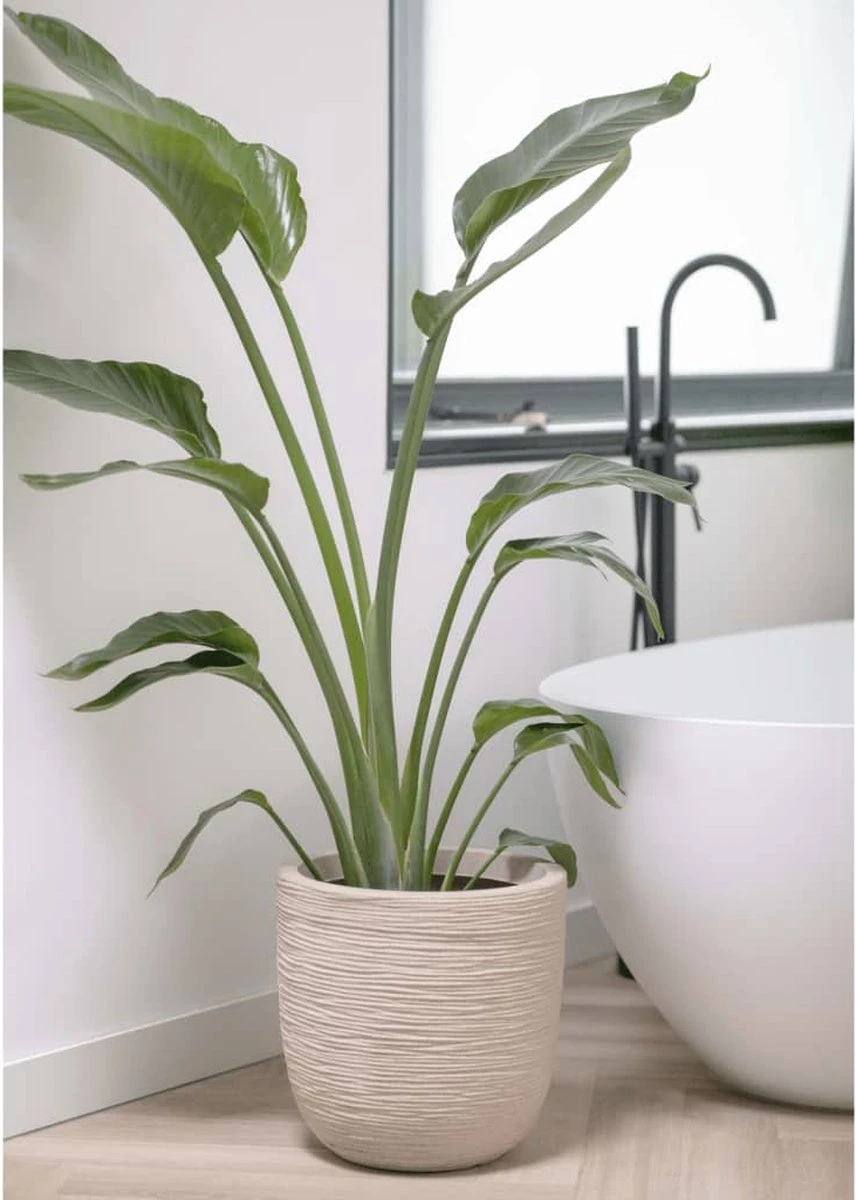 Capi Europe - Bloempot bol Waste Rib NL - 43x41 - Terrazzo Beige - Voor binnen en buiten - KTBR933 Capi Europe - Bloempot Bol Waste Rib NL - 43x41 - Terrazzo Beige - Voor Binnen En Buiten - KTBR933 -Tuinverzorgings Winkel 856x1200 3