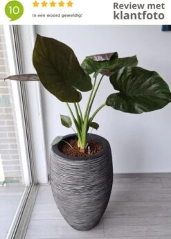 Capi Europe - Vaas Elegant Deluxe Rib NL - 40x60 - Antraciet - Voor Binnen En Buiten - KOFZ1131 9 Capi Europe - Vaas Elegant Deluxe Rib NL - 40x60 - Antraciet - Voor Binnen En Buiten - KOFZ1131 -Tuinverzorgings Winkel 858x1200 5