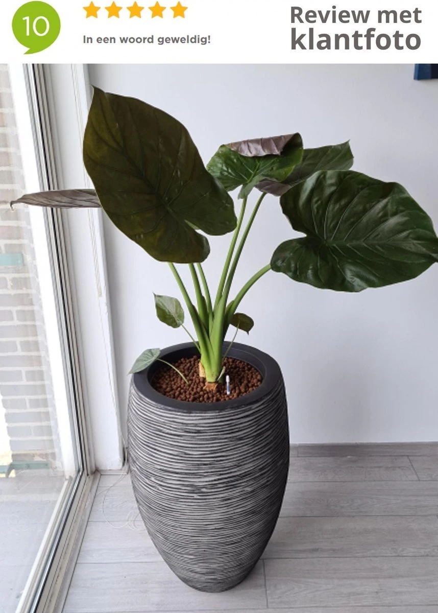 Capi Europe - Vaas elegant deluxe Rib NL - 40x60 - Antraciet - Voor binnen en buiten - KOFZ1131 Capi Europe - Vaas Elegant Deluxe Rib NL - 40x60 - Antraciet - Voor Binnen En Buiten - KOFZ1131 -Tuinverzorgings Winkel 858x1200 5