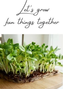 Variatie-set Kiemzaden 5x 100g | Broccoli, Erwten Scheuten, Zonnebloem, Radijs & Mosterd - 500g | Biologische Microgreen, Microgroenten Zaden | Plastic Vrij Verpakt | Moestuin Kweekset Binnen -Tuinverzorgings Winkel 860x1200 7