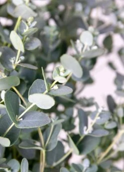 Eucalyptus Gunnii - Gomboom - Heester - Groenblijvend - ⌀17 Cm - 40-50 Cm 3 Eucalyptus Gunnii - Gomboom - Heester - Groenblijvend - ⌀17 Cm - 40-50 Cm -Tuinverzorgings Winkel 865x1200 6