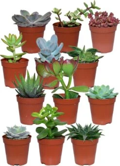 ZynesFlora - Mini Succulenten Mix - 12 Stuks - Ø 5,5 Cm - Hoogte: 5-10 Cm - Vetplant - Kamerplant -Tuinverzorgings Winkel 869x1200 2